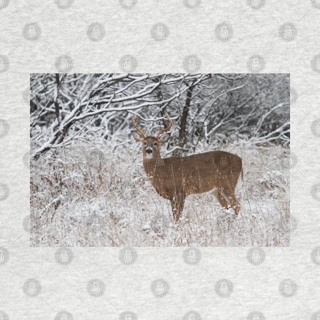 White-tailed deer buck in snow by Jim Cumming